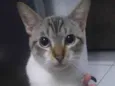 Samuel