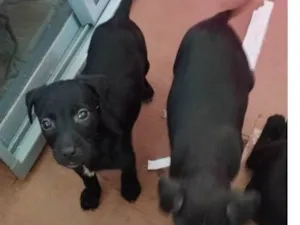 Cachorro raça SRD-ViraLata idade 2 a 6 meses nome Thor 