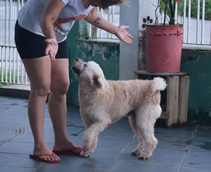 Cachorro raça Poodle idade 3 anos nome Dori 
