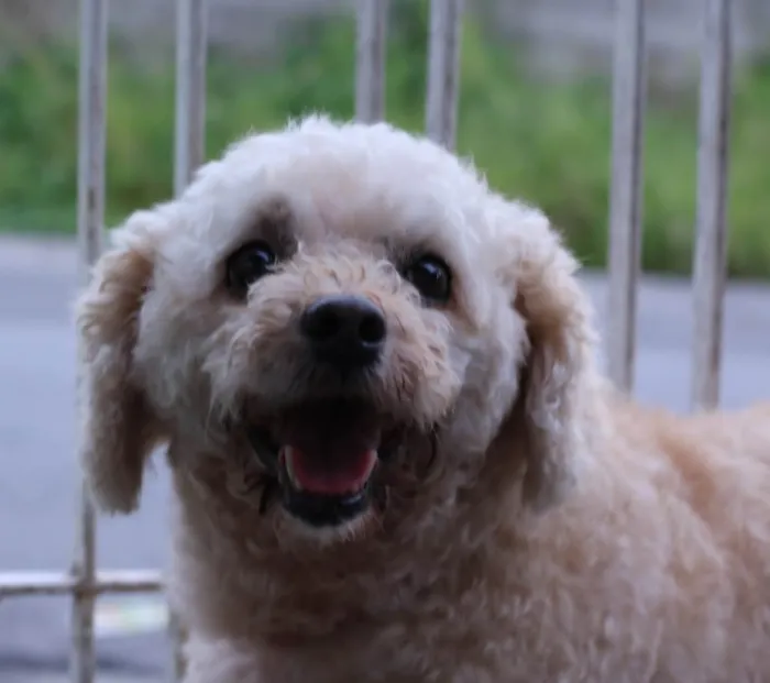 Cachorro raça Poodle idade 3 anos nome Dori 