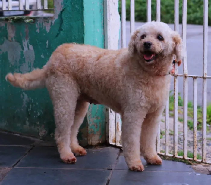 Cachorro raça Poodle idade 3 anos nome Dori 