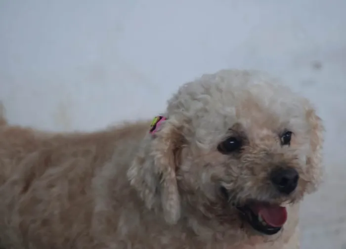 Cachorro raça Poodle idade 3 anos nome Dori 