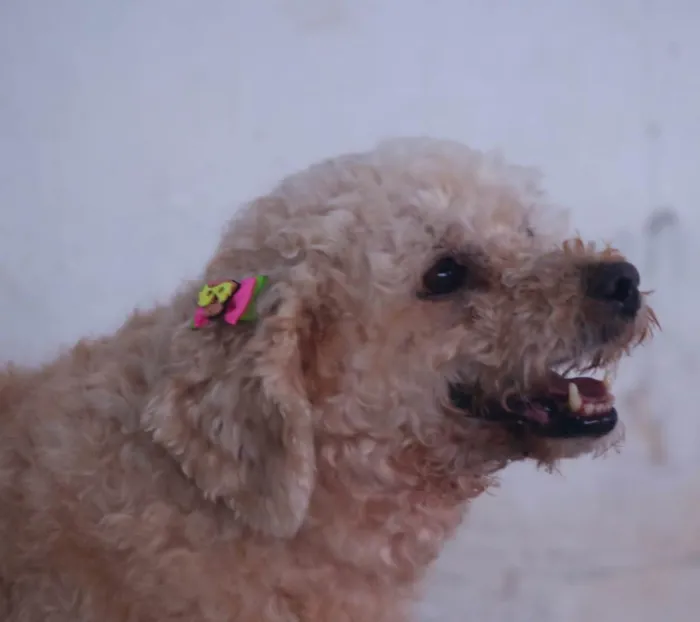 Cachorro raça Poodle idade 3 anos nome Dori 