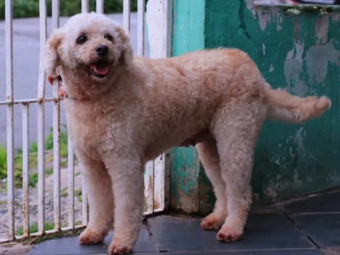 Cachorro raça Poodle idade 3 anos nome Dori 