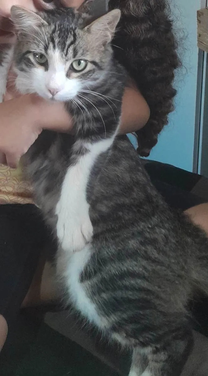 Gato ra a SRD idade 7 a 11 meses nome Machinho