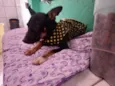 Cachorro raça SRD-ViraLata idade 2 a 6 meses nome Manu