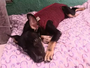 Cachorro raça SRD-ViraLata idade 2 a 6 meses nome Manu