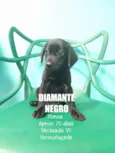 Diamante Negro