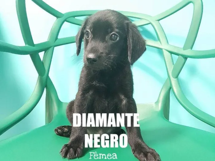 Cachorro ra a SRD-ViraLata idade 2 a 6 meses nome Diamante Negro