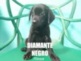Diamante Negro