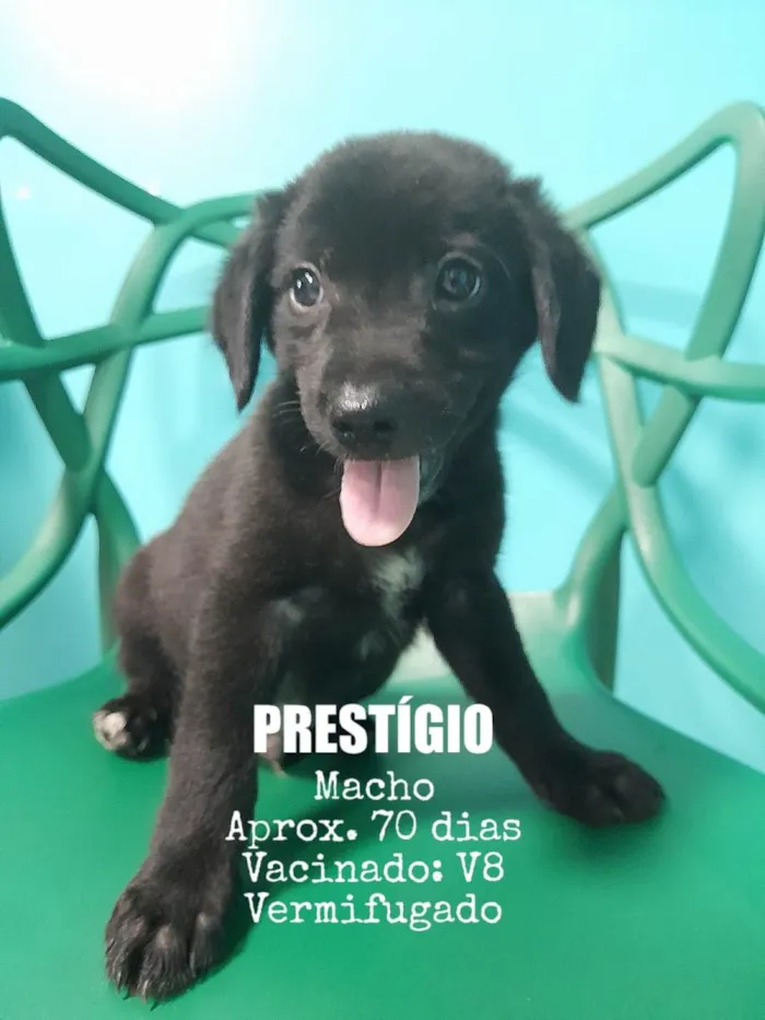 Cachorro ra a SRD-ViraLata idade 2 a 6 meses nome Prestígio 