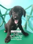 Prestígio