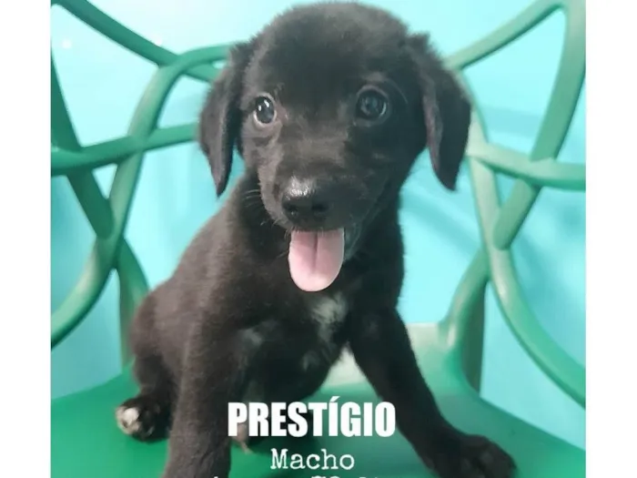 Cachorro ra a SRD-ViraLata idade 2 a 6 meses nome Prestígio 