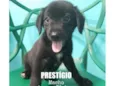 Prestígio
