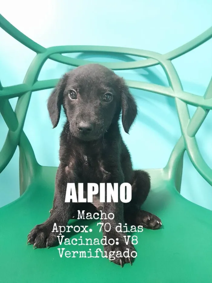 Cachorro ra a SRD-ViraLata idade 2 a 6 meses nome Alpino