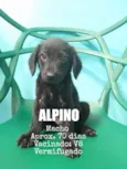 Alpino