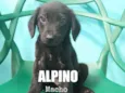 Alpino