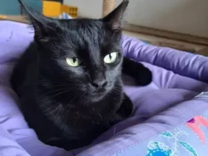 Gato raça SRD-ViraLata idade 1 ano nome LUA