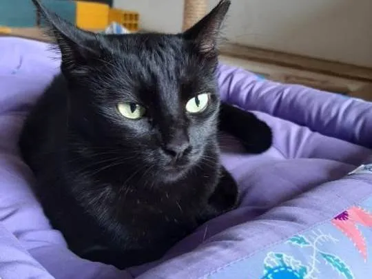 Gato raça SRD-ViraLata idade 1 ano nome LUA