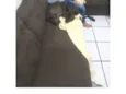 Apolo