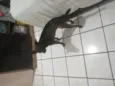 Apolo