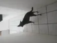 Apolo
