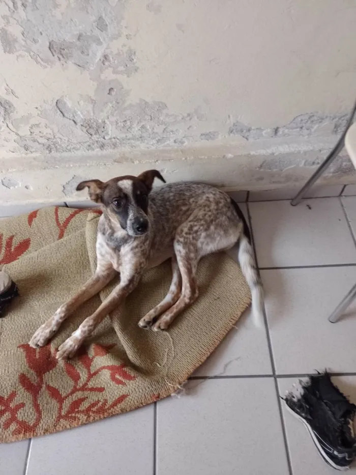 Cachorro ra a SRD-ViraLata idade 1 ano nome Abandonado 