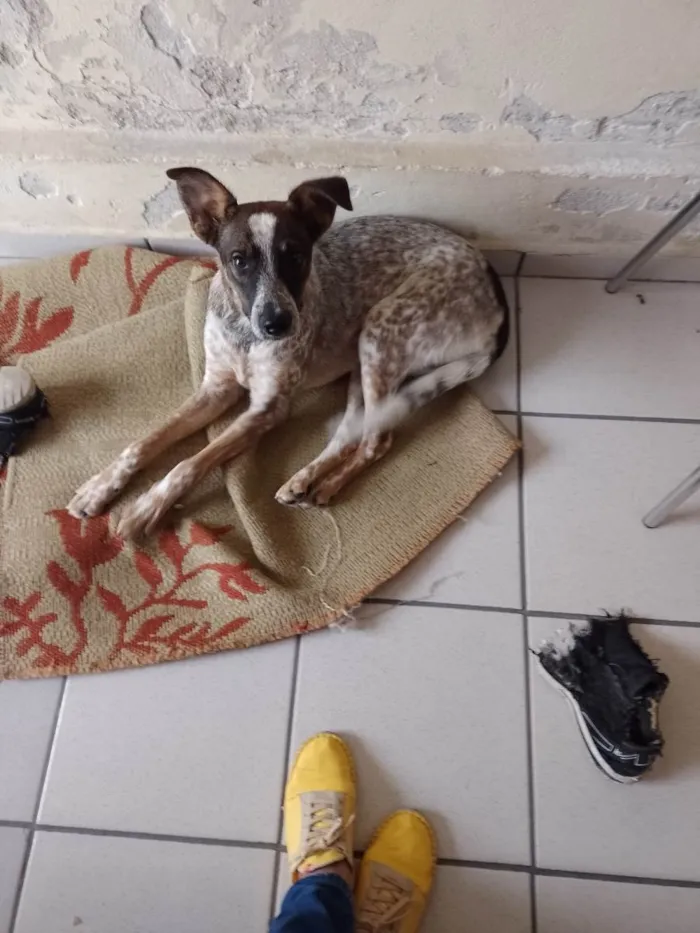 Cachorro ra a SRD-ViraLata idade 1 ano nome Abandonado 