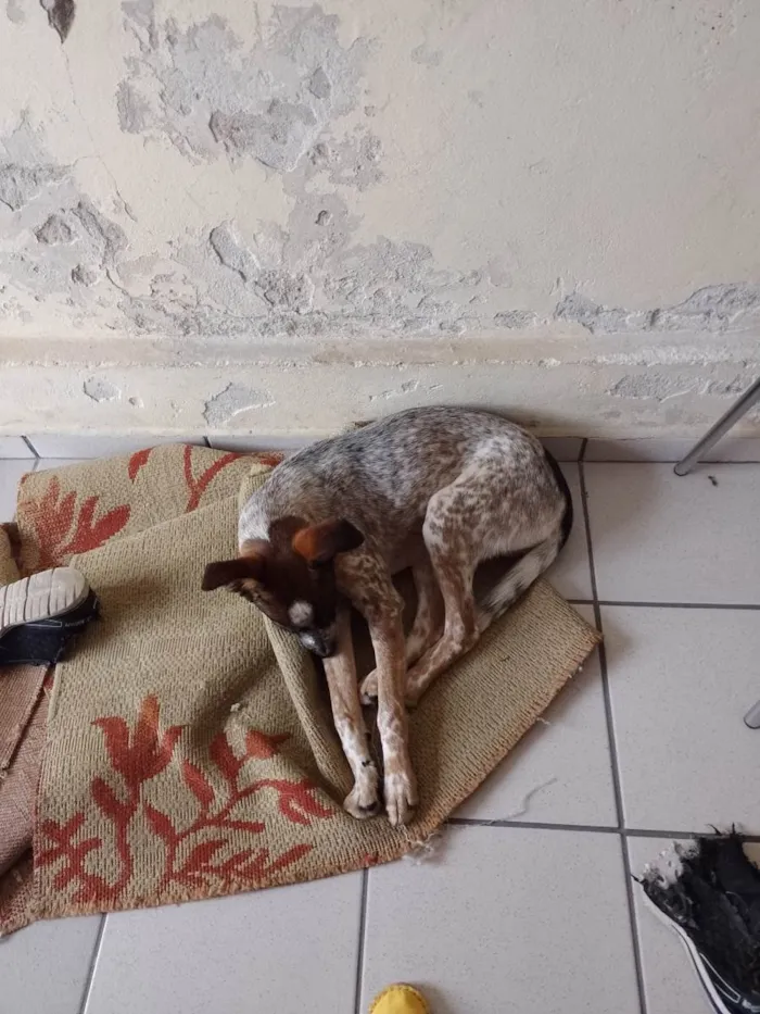 Cachorro ra a SRD-ViraLata idade 1 ano nome Abandonado 