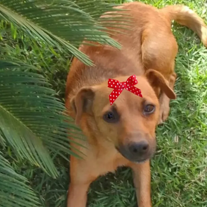 Cachorro ra a Mestica  idade 2 a 6 meses nome Teka 