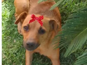 Cachorro raça Mestica  idade 2 a 6 meses nome Teka 