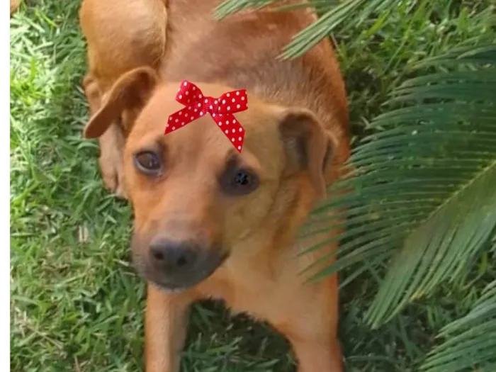 Cachorro ra a Mestica  idade 2 a 6 meses nome Teka 