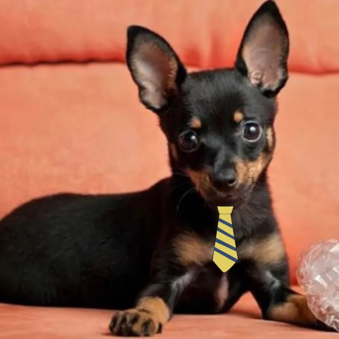 Cachorro ra a Mestico  idade 2 a 6 meses nome Pingo 