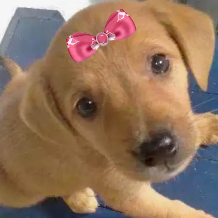 Cachorro ra a Mestica  idade 2 a 6 meses nome Malu 