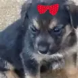 Cacau 
