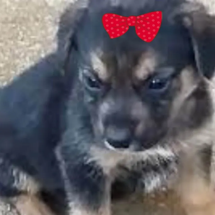 Cachorro ra a Mestica  idade 2 a 6 meses nome Cacau 