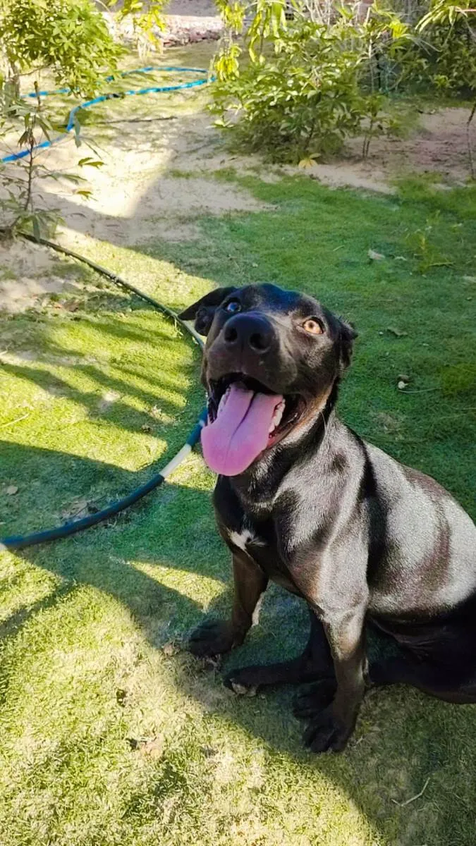 Cachorro raça Pit-Bull idade 1 ano nome Luma