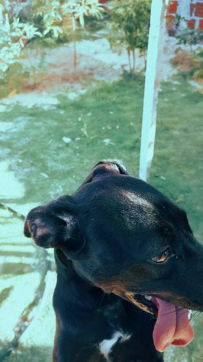 Cachorro raça Pit-Bull idade 1 ano nome Luma
