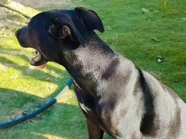 Cachorro raça Pit-Bull idade 1 ano nome Luma