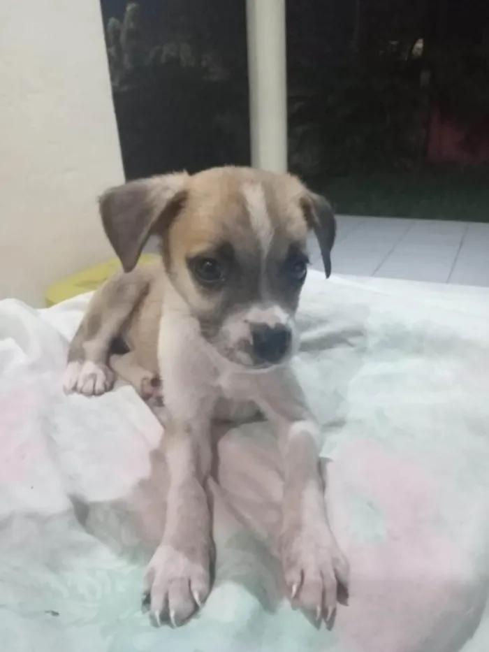 Cachorro ra a SRD-ViraLata idade 2 a 6 meses nome Bilu