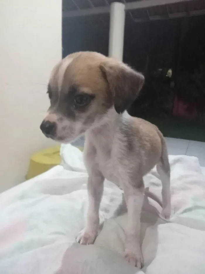 Cachorro ra a SRD-ViraLata idade 2 a 6 meses nome Bilu