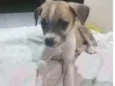 Bilu