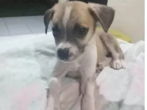 Cachorro raça SRD-ViraLata idade 2 a 6 meses nome Bilu
