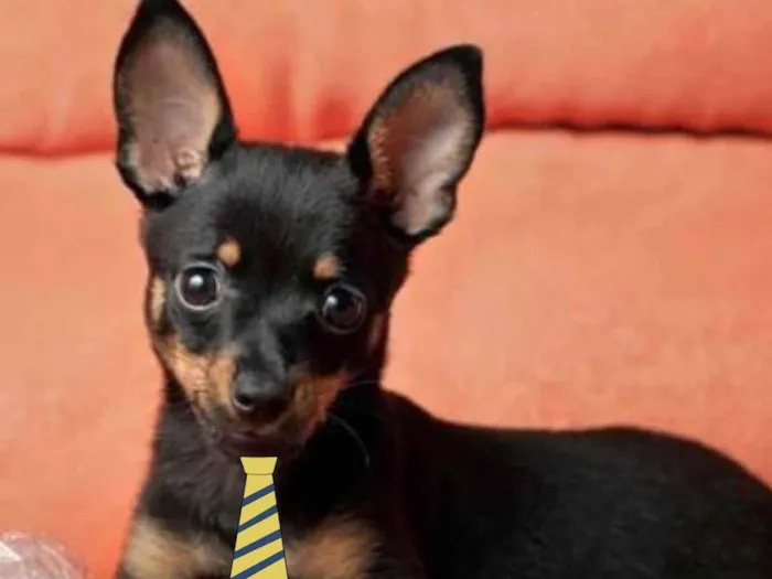 Cachorro ra a Mestico  idade 2 a 6 meses nome Pingo 