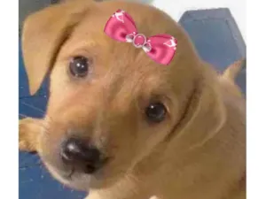 Cachorro raça Mestica  idade 2 a 6 meses nome Malu 