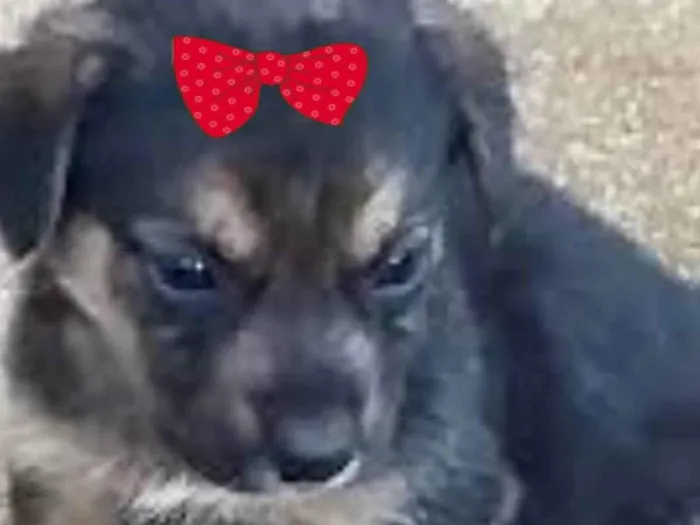 Cachorro ra a Mestica  idade 2 a 6 meses nome Cacau 