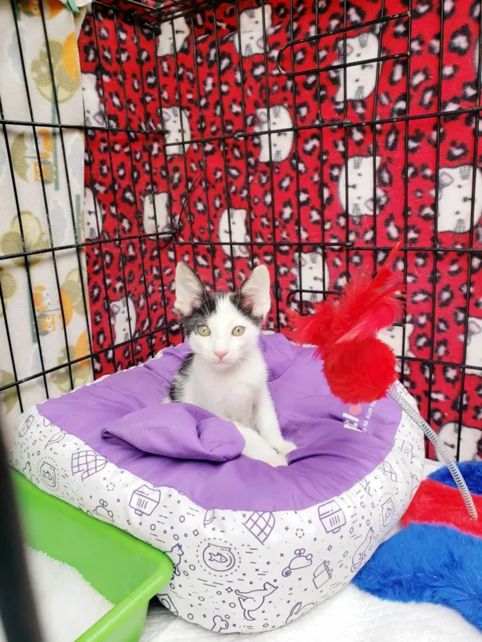 Gato raça SRD-ViraLata idade 2 a 6 meses nome Habib