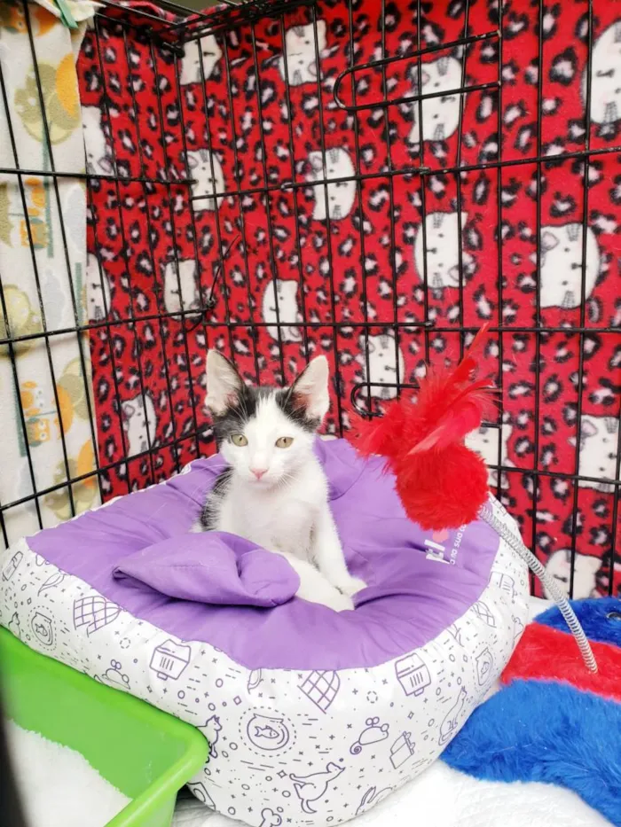 Gato raça SRD-ViraLata idade 2 a 6 meses nome Habib