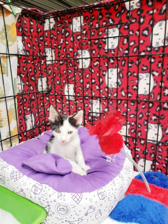 Gato raça SRD-ViraLata idade 2 a 6 meses nome Habib