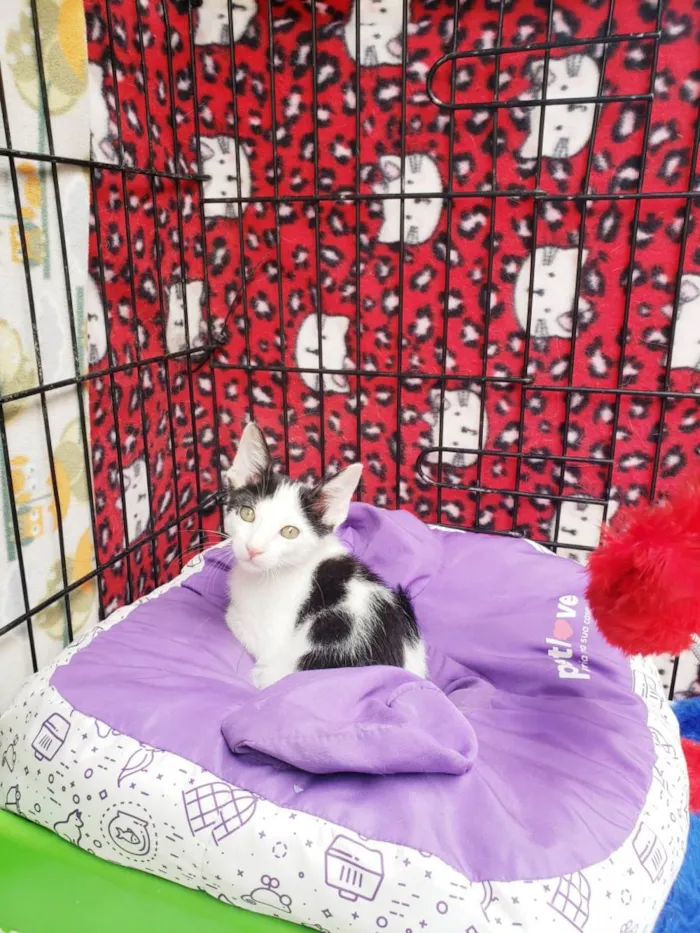 Gato raça SRD-ViraLata idade 2 a 6 meses nome Habib